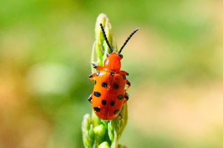 Escarabajo punteado de los espárragos.
