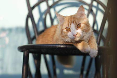 Simba es el compañero gatuno de Melina Matthews