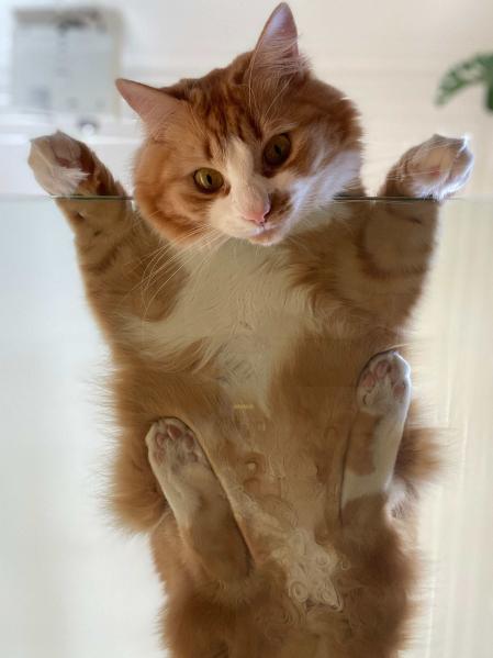 Simba es el familiar gatuno de Melina Matthews