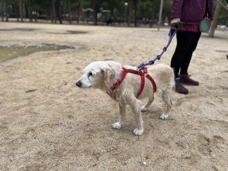 Atenea, una de las perritas de Vanesa