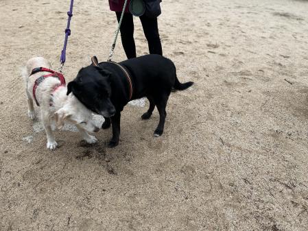 Seiya y Atenea son los amores de Vanesa