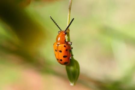 Foto de detalle del escarabajo de los espárragos.