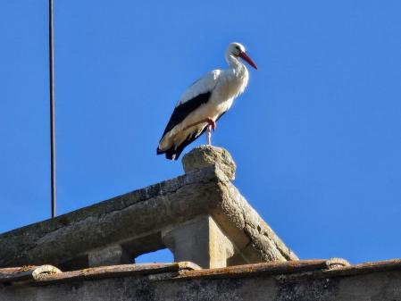 Cigüeñas en Santa Maria de Merlès.