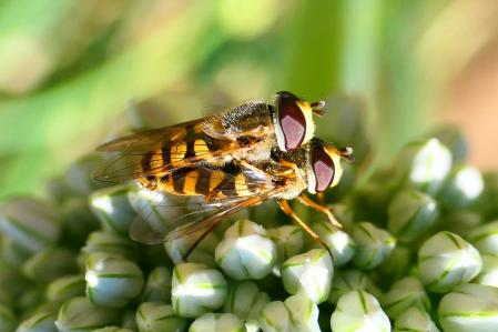 Sírfidos en la flores de la cebolla.