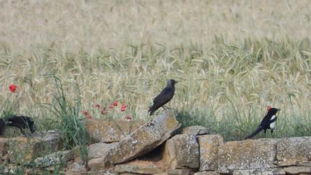 La diferencia entre la grajilla y la urraca.