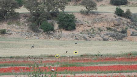 Solución al Reto visual de las dos urracas, que aparecen señalizadas.