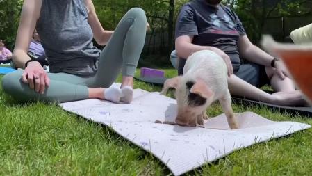 Al final de la clase, los yoguis pueden interactuar con ellos desde el máximo respeto