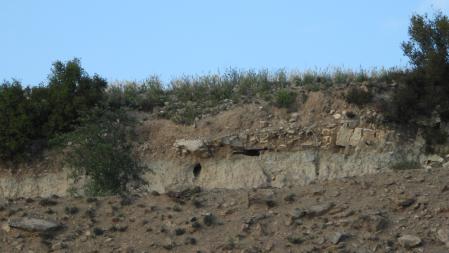 Reto visual: ¿Dónde está el milano negro?