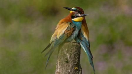 Abejarucos en los alrededores de Manlleu.