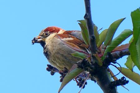 Gorrión en el monasterio de Pedralbes.
