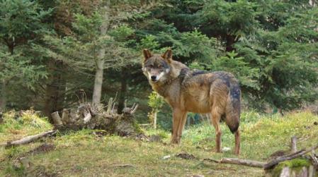 El lobo en Catalunya