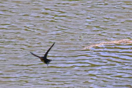 Golondrinas en el pantano de Vallvidrera.