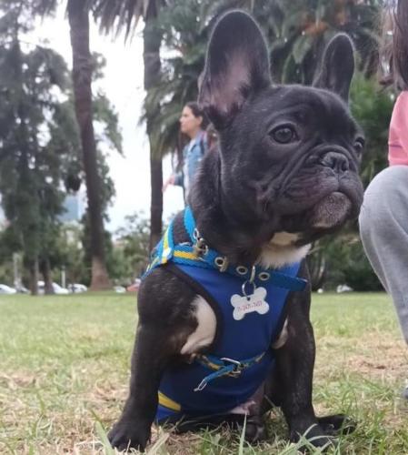Moro, el bulldog francés de María José.