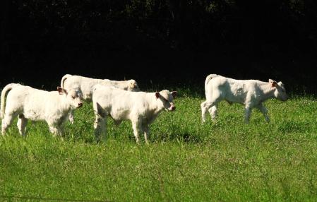 Bucolismo en los alrededores de La Foradada.