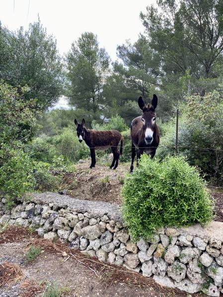 Pareja de asnos en las laderas del Monte Toro.