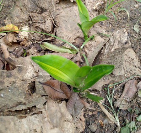 El tronco de la felicidad.