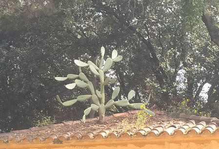 El tejado de cactus.