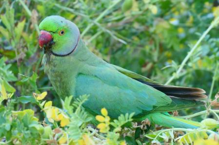 Cotorra de Kramer en el huerto del monasterio de Pedralbes.