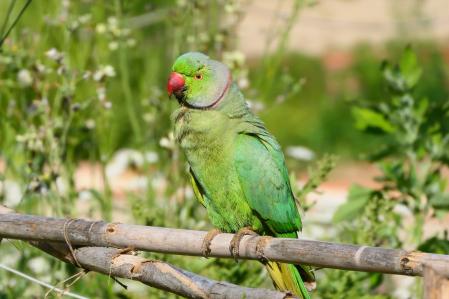 Cotorra de Kramer en el huerto del monasterio de Pedralbes.