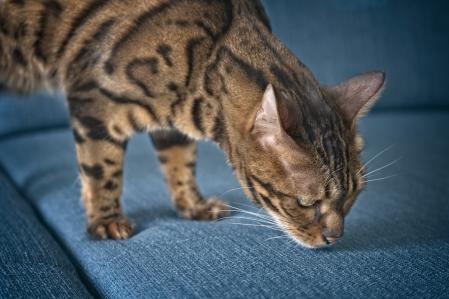 Un gato oliendo un sofá tras ser rociado por un producto repelente.