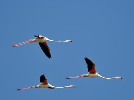 Flamencos en el Delta del Ebro.