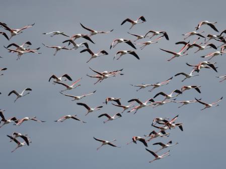 Flamencos en el Delta del Ebro.