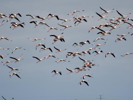 Flamencos en el Delta del Ebro.