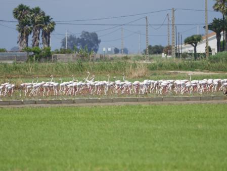 Flamencos en el Delta del Ebro.