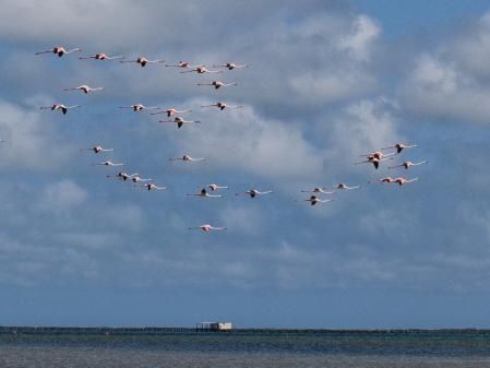 Flamencos en el Delta del Ebro.