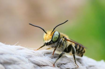 Abeja de patas peludas.