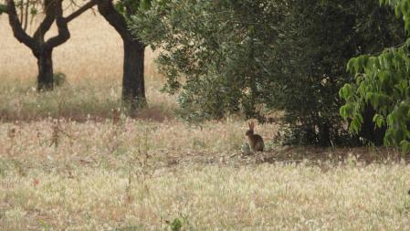 El conejo que buscamos.