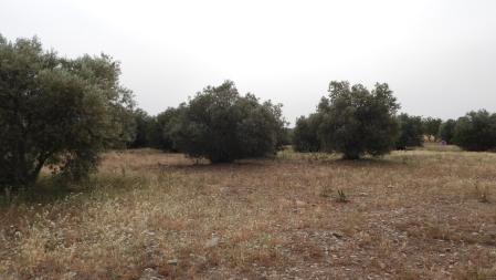 Solución al Reto visual del conejo.
