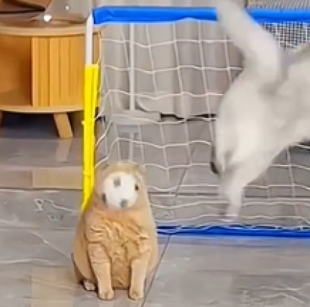 La gente alucina con cómo hace que sus gatos jueguen a fútbol en el salón de casa