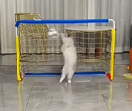 La gente alucina con cómo hace que sus gatos jueguen a fútbol en el salón de casa