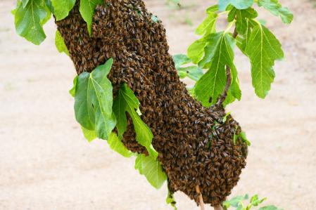 Colmena de abejas en el huerto del monasterio de Pedralbes.