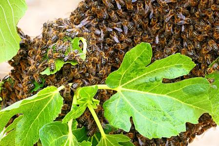Colmena de abejas en el huerto del monasterio de Pedralbes.