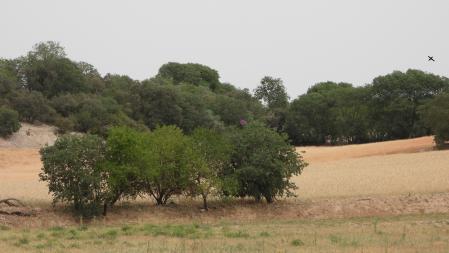 Solución al Reto visual con la posición de abejaruco señalizada.