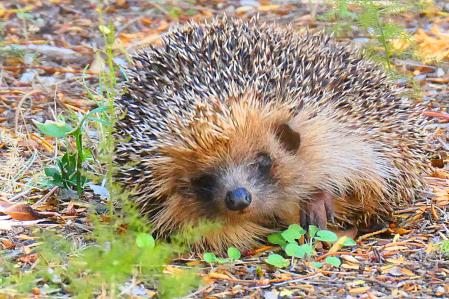 Erizo en el monasterio de Pedralbes.