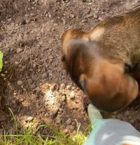 El perro salchicha y su talento.