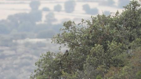 El busardo que buscamos, en detalle.