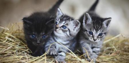 Los animales clonados no serán nunca idénticos al original