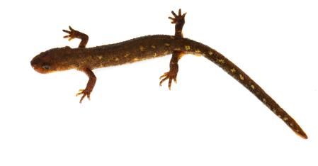 Tritón del Montseny Oriental hembra (Calotriton arnoldi).