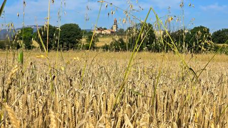 Campo de Manlleu preparado para la siega.