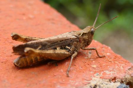 Saltamontes de alas azules.
