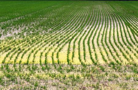 Campo de arroz inundado en Pals.
