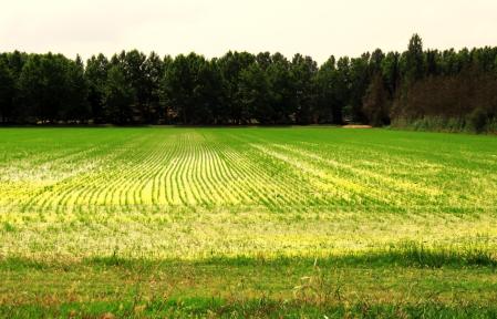 Campo de arroz inundado en Pals.