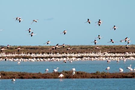 La laguna de la Tancada es una buena parada para observar a los flamencos