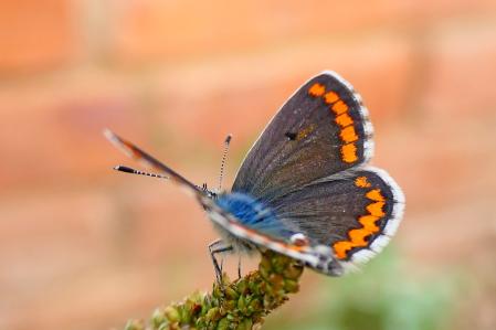 Mariposa ícaro hembra.