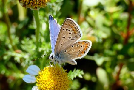 Mariposa ícaro macho.