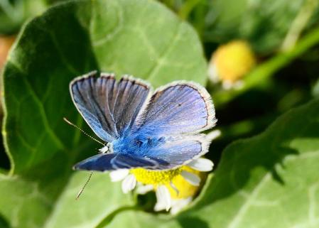 Mariposa ícaro macho.